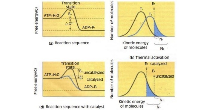 Engulfment processes that require atp