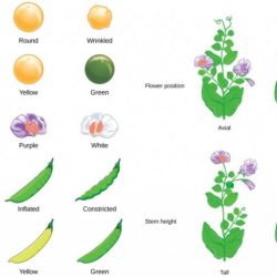 Mendel peas did why genetics his use principles basic pea experiment