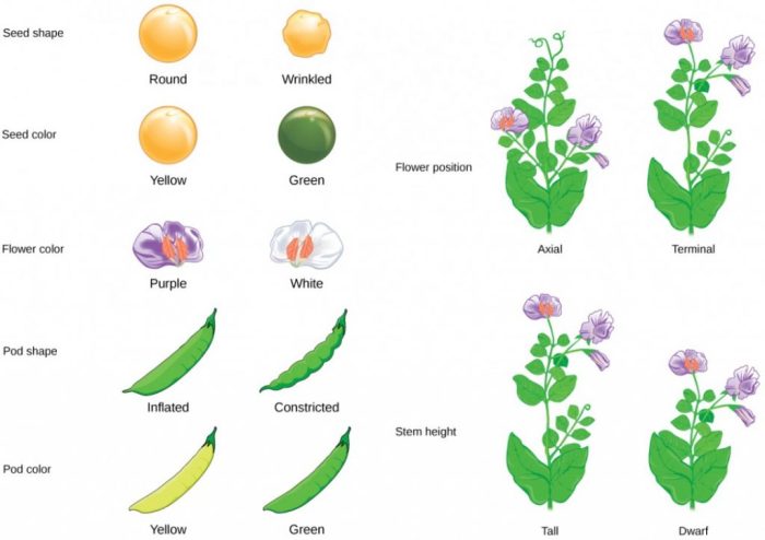 Mendel peas did why genetics his use principles basic pea experiment