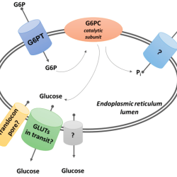 Electron transport phosphorylation oxidative chemiosmosis atp chain synthase respiration biology gradient hydrogen ion figure cellular mitochondrial membrane space inner intermembrane