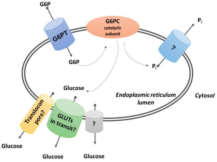 Electron transport phosphorylation oxidative chemiosmosis atp chain synthase respiration biology gradient hydrogen ion figure cellular mitochondrial membrane space inner intermembrane