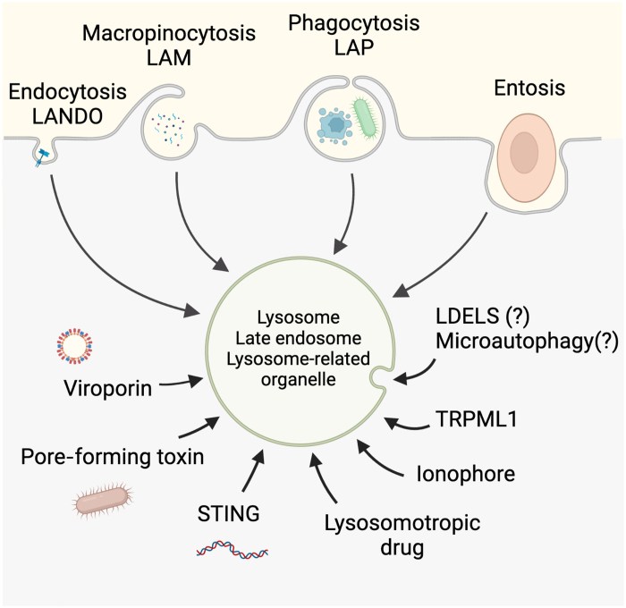 Engulfment processes that require atp