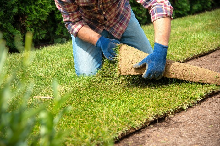 Bunch-type turfgrass sod is not easily acquired