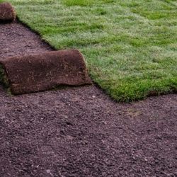 Sod laying centipede bermuda augustine st lay instructions lawn installing installation landscape landscaping choosing rolling after area