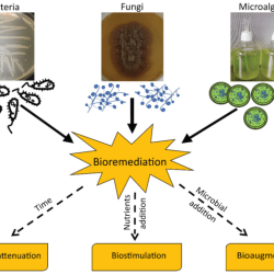 What is one of the primary benefits of bioremediation